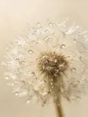 Macrofotografie van dauwdruppels op paardenbloem, glinsterlicht, romige gloed