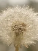 Macrofotografie van dauwdruppels op paardenbloem, glinsterlicht, romige gloed