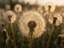 Macrofotografie van dauwdruppels op paardenbloem, gouden gloed