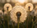 Macrofotografie van dauwdruppels op paardenbloem, gouden gloed