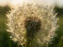 Macrofotografie van dauwdruppels op paardenbloem, gouden gloed, gouden veld