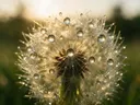 Macrofotografie van dauwdruppels op paardenbloem, gouden gloed, gouden veld