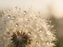 Macrofotografie van dauwdruppels op paardenbloem, gouden gloed, romige gloed