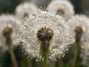 Macrofotografie van dauwdruppels op paardenbloem, regenboogglans