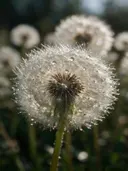 Macrofotografie van dauwdruppels op paardenbloem, regenboogglans