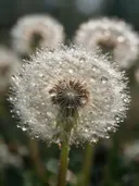 Macrofotografie van dauwdruppels op paardenbloem, regenboogglans