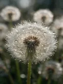 Macrofotografie van dauwdruppels op paardenbloem, regenboogglans