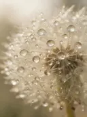 Macrofotografie van dauwdruppels op paardenbloem, regenboogglans, romige gloed