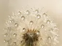 Macrofotografie van dauwdruppels op paardenbloem, regenboogglans, romige gloed
