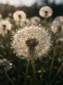 Macrofotografie van dauwdruppels op paardenbloem, sterrenglans