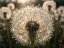 Macrofotografie van dauwdruppels op paardenbloem, sterrenglans