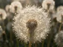 Macrofotografie van dauwdruppels op paardenbloem, sterrenglans