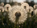 Macrofotografie van dauwdruppels op paardenbloem, sterrenglans