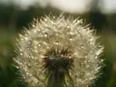 Macrofotografie van dauwdruppels op paardenbloem, sterrenglans, gouden veld
