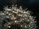 Macrofotografie van dauwdruppels op paardenbloem, sterrenglans, middernacht
