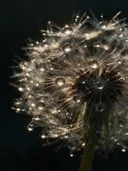 Macrofotografie van dauwdruppels op paardenbloem, sterrenglans, middernacht