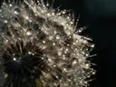 Macrofotografie van dauwdruppels op paardenbloem, sterrenglans, middernacht