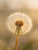 Fotografie van paardenbloem in het gouden uur