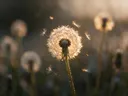 Fotografie van paardenbloem in het gouden uur