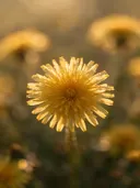 Fotografie van paardenbloem in het gouden uur