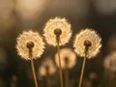 Fotografie van paardenbloem in het gouden uur