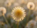 Fotografie van paardenbloem in het gouden uur