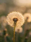 Fotografie van paardenbloem in het gouden uur
