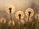 Fotografie van paardenbloem in het gouden uur