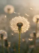 Fotografie van paardenbloem in het gouden uur