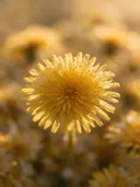 Fotografie van paardenbloem in het gouden uur