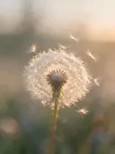 Fotografie van paardenbloem in het gouden uur