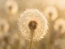 Fotografie van paardenbloem in het gouden uur