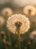 Fotografie van paardenbloem in het gouden uur