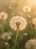 Fotografie van paardenbloem in het gouden uur
