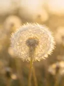 Fotografie van paardenbloem in het gouden uur