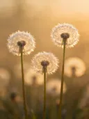 Fotografie van paardenbloem in het gouden uur