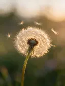 Fotografie van paardenbloem in het gouden uur