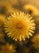 Fotografie van paardenbloem in het gouden uur