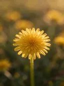Fotografie van paardenbloem in het gouden uur