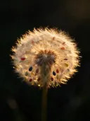 Fotografie van paardenbloem in het gouden uur