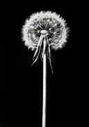 Zwart-wit close-up van een paardenbloem pluisbol
