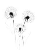 Zwart-wit illustratie van paardenbloemen