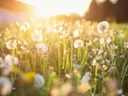 Close-up van een weiland vol paardenbloemen, gefotografeerd in gouden tegenlicht bij zonsondergang.