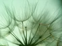 Close-up van de zaadpluizen van een paardenbloem.