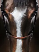 Frontale close-up van paardenhoofd met bles