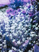 Kleine witte bloemetjes tussen paars getint blad.