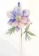 Aquarel van een paarsblauwe anemoon