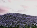 Heuvel bedekt met paarse bloemen onder een roze avondlucht
