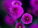 Cluster van felpaarse pompon-dahlia's tegen een donkere achtergrond.