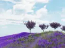 Heuvel bedekt met paarse lavendel en bloesembomen onder een blauwe lucht.